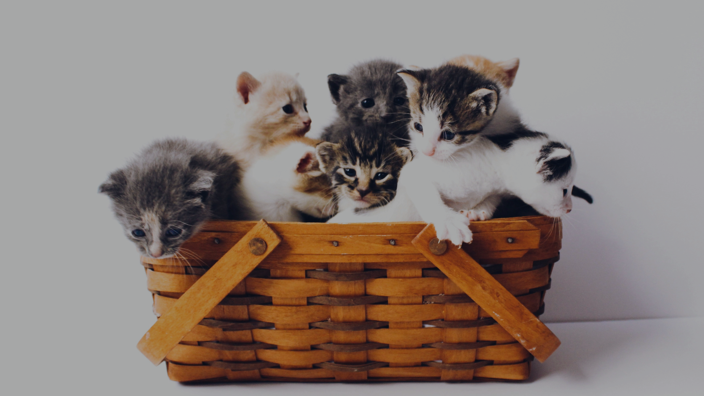 Emotional Support: How Pets Can Help You with your Mental Health