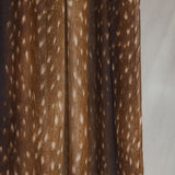 Fawn